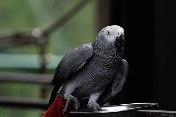 Gri bir papağanın (Psittacus erithacus) hayvanat bahçesindeki çarpıcı yakın plan fotoğrafı.