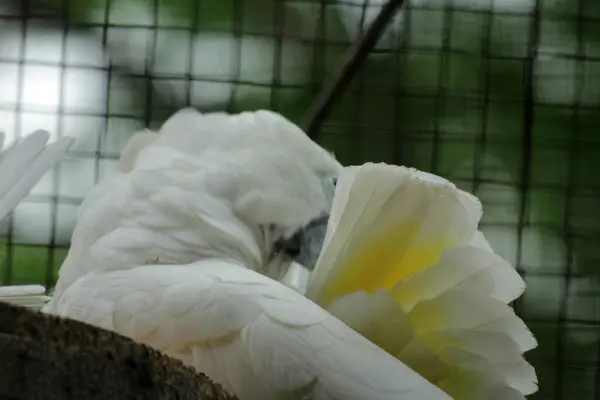 Stock image The Moluccan Cockatoo or its scientific name Cacatua moluccensis, has white feathers mixed with pink. On his head there is a large pink crest that can be erected.