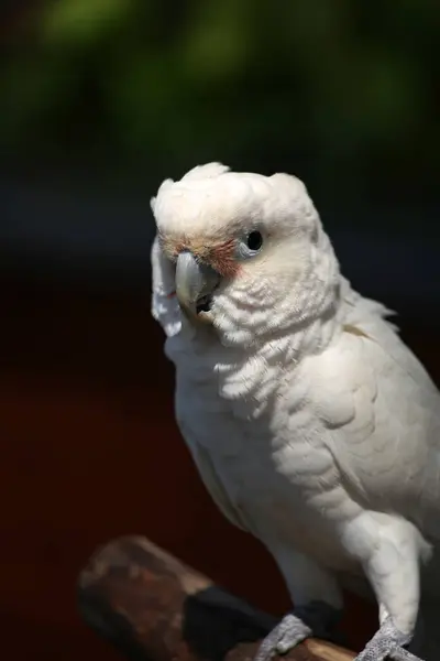 Tanimbar Corella, Cacatua Goffiniana, Endonezya Tanimbar Adaları 'na yakın plan.