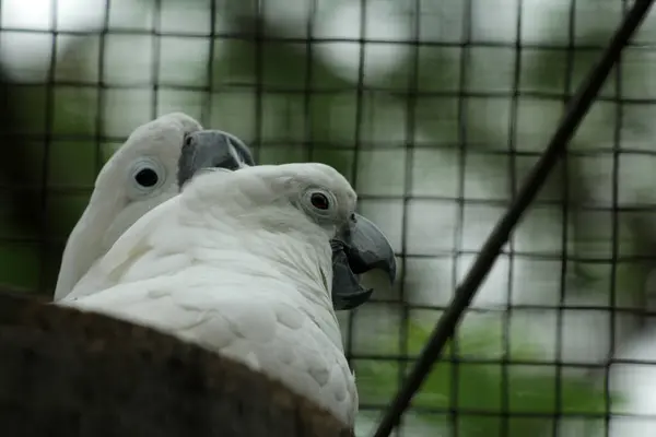 Stock image The Moluccan Cockatoo or its scientific name Cacatua moluccensis, has white feathers mixed with pink. On his head there is a large pink crest that can be erected.