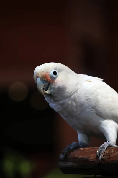 stock image Zoomed-in shot of the Indonesian Tanimbar corella, Cacatua goffiniana, from the Tanimbar islands