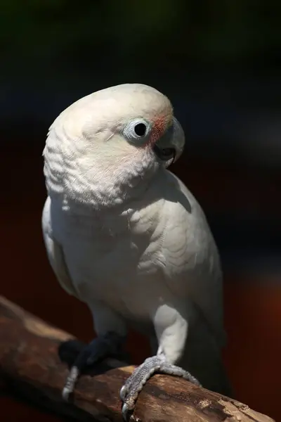 Stock image Close-up capture of a Tanimbar corella (Cacatua goffiniana) indigenous to the Tanimbar islands