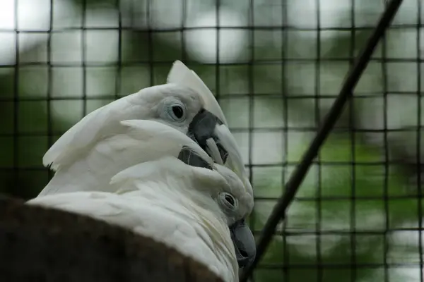 Stock image The Moluccan Cockatoo or its scientific name Cacatua moluccensis, has white feathers mixed with pink. On his head there is a large pink crest that can be erected.