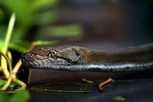 Güneş ışığına maruz kalmış, güzel ciltli, düzeltilmiş piton..