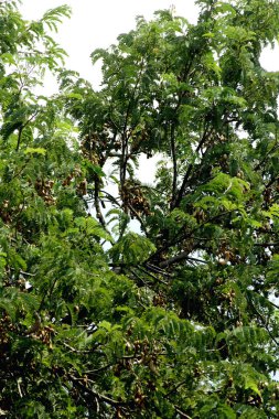Tamarind ya da Tamarindus indica, Tadı ekşi olan bir meyve türüdür; aynı zamanda onu üreten ağacın adı da Fabaceae ailesine aittir..