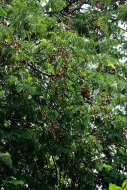 Tamarind ya da Tamarindus indica, Tadı ekşi olan bir meyve türüdür; aynı zamanda onu üreten ağacın adı da Fabaceae ailesine aittir..