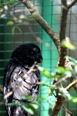 Küçük Vasa Papağanı - Coracopsis nigra, eşsiz endemik kuş 