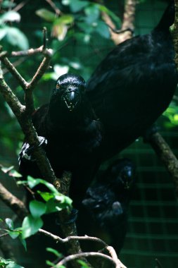 Küçük Vasa Papağanı - Coracopsis nigra, eşsiz endemik kuş 