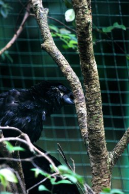 Küçük Vasa Papağanı - Coracopsis nigra, eşsiz endemik kuş 