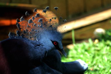 Batı Crowned-Pigeon veya Mambruk ubiaat, bilimsel dilde Goura cristata, dünyanın en büyük güvercin türüdür ve kafasında bir tacı andıran güzel bir arma bulunur..