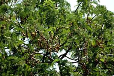 Tamarind ya da Tamarindus indica, Tadı ekşi olan bir meyve türüdür; aynı zamanda onu üreten ağacın adı da Fabaceae ailesine aittir..