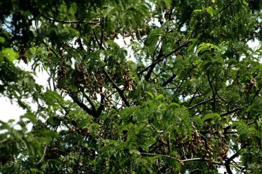Tamarind ya da Tamarindus indica, Tadı ekşi olan bir meyve türüdür; aynı zamanda onu üreten ağacın adı da Fabaceae ailesine aittir..