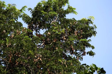 Tamarind ya da Tamarindus indica, Tadı ekşi olan bir meyve türüdür; aynı zamanda onu üreten ağacın adı da Fabaceae ailesine aittir..