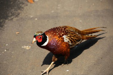 Sülün ya da Phasianus colchicus sülüngiller (Felidae) familyasından bir kuş türü..