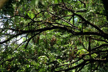 Tamarind ya da Tamarindus indica, Tadı ekşi olan bir meyve türüdür; aynı zamanda onu üreten ağacın adı da Fabaceae ailesine aittir..