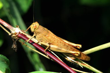 Sabah çim sapında sallanan çekirge.