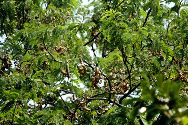 Tamarind ya da Tamarindus indica, Tadı ekşi olan bir meyve türüdür; aynı zamanda onu üreten ağacın adı da Fabaceae ailesine aittir..