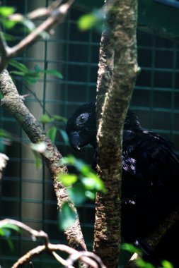 Küçük Vasa Papağanı - Coracopsis nigra, eşsiz endemik kuş 