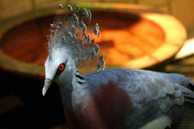 Batı Crowned-Pigeon veya Mambruk ubiaat, bilimsel dilde Goura cristata, dünyanın en büyük güvercin türüdür ve kafasında bir tacı andıran güzel bir arma bulunur..