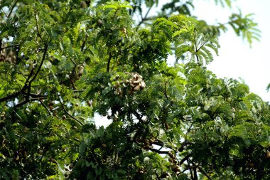 Tamarind ya da Tamarindus indica, Tadı ekşi olan bir meyve türüdür; aynı zamanda onu üreten ağacın adı da Fabaceae ailesine aittir..