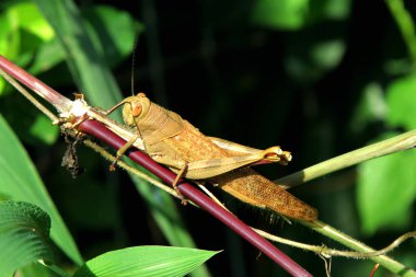 Sabah çim sapında sallanan çekirge.