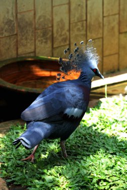 Batı Crowned-Pigeon veya Mambruk ubiaat, bilimsel dilde Goura cristata, dünyanın en büyük güvercin türüdür ve kafasında bir tacı andıran güzel bir arma bulunur..