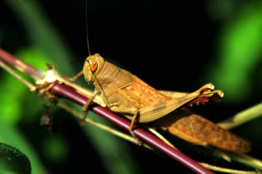 Sabah çim sapında sallanan çekirge.
