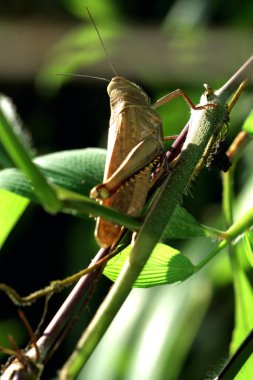 Sabah çim sapında sallanan çekirge.