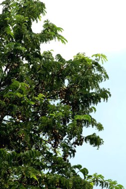 Tamarind ya da Tamarindus indica, Tadı ekşi olan bir meyve türüdür; aynı zamanda onu üreten ağacın adı da Fabaceae ailesine aittir..