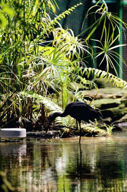 Plegadis falcinellus ya da parlak aynak. Bu su kuşunun uzun, aşağı doğru eğimli bir gagası, uzun bir boynu ve güneşte parlak görünen metalik renkli koyu renkli tüyleri vardır..