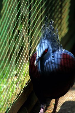 Batı Crowned-Pigeon veya Mambruk ubiaat, bilimsel dilde Goura cristata, dünyanın en büyük güvercin türüdür ve kafasında bir tacı andıran güzel bir arma bulunur..