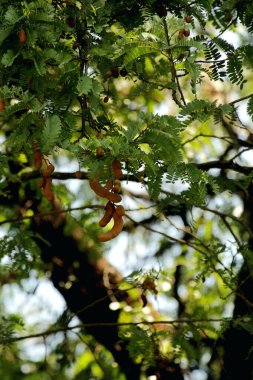 Tamarind ya da Tamarindus indica, Tadı ekşi olan bir meyve türüdür; aynı zamanda onu üreten ağacın adı da Fabaceae ailesine aittir..