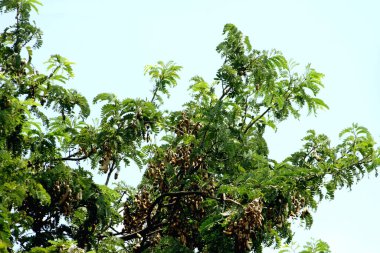 Tamarind ya da Tamarindus indica, Tadı ekşi olan bir meyve türüdür; aynı zamanda onu üreten ağacın adı da Fabaceae ailesine aittir..