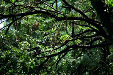 Tamarind ya da Tamarindus indica, Tadı ekşi olan bir meyve türüdür; aynı zamanda onu üreten ağacın adı da Fabaceae ailesine aittir..