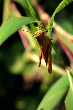 Sabah çim sapında sallanan çekirge.