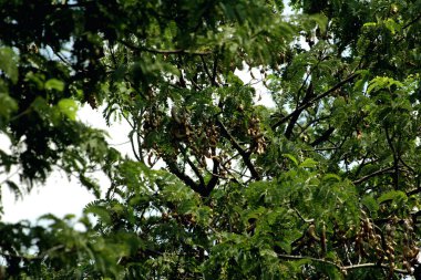 Tamarind ya da Tamarindus indica, Tadı ekşi olan bir meyve türüdür; aynı zamanda onu üreten ağacın adı da Fabaceae ailesine aittir..