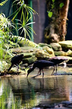 Plegadis falcinellus, or the glossy ibis. This species of water bird has a long, downward-curving beak, a long neck, and dark feathers with a metallic color that looks shiny in the sun. clipart