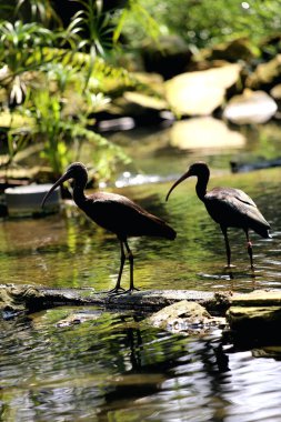 Plegadis falcinellus ya da parlak aynak. Bu su kuşunun uzun, aşağı doğru eğimli bir gagası, uzun bir boynu ve güneşte parlak görünen metalik renkli koyu renkli tüyleri vardır..