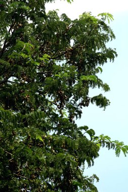 Tamarind ya da Tamarindus indica, Tadı ekşi olan bir meyve türüdür; aynı zamanda onu üreten ağacın adı da Fabaceae ailesine aittir..