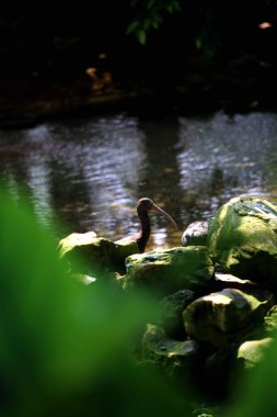 Plegadis falcinellus ya da parlak aynak. Bu su kuşunun uzun, aşağı doğru eğimli bir gagası, uzun bir boynu ve güneşte parlak görünen metalik renkli koyu renkli tüyleri vardır..