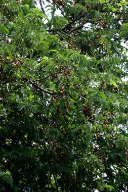 Tamarind ya da Tamarindus indica, Tadı ekşi olan bir meyve türüdür; aynı zamanda onu üreten ağacın adı da Fabaceae ailesine aittir..