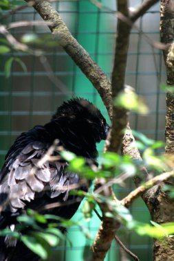 Küçük Vasa Papağanı - Coracopsis nigra, eşsiz endemik kuş 