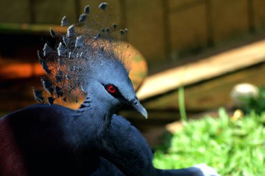 Batı Crowned-Pigeon veya Mambruk ubiaat, bilimsel dilde Goura cristata, dünyanın en büyük güvercin türüdür ve kafasında bir tacı andıran güzel bir arma bulunur..