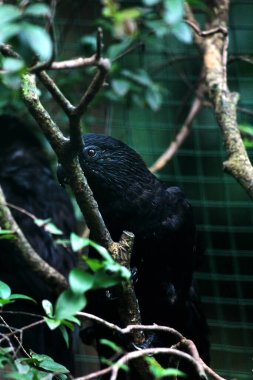 Küçük Vasa Papağanı - Coracopsis nigra, eşsiz endemik kuş 