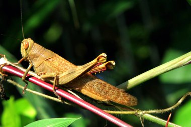 Sabah çim sapında sallanan çekirge.
