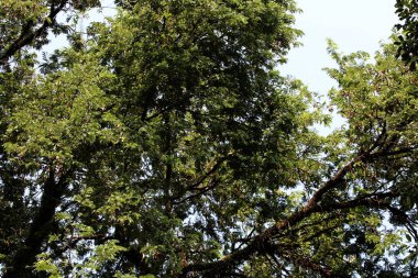 Tamarind ya da Tamarindus indica, Tadı ekşi olan bir meyve türüdür; aynı zamanda onu üreten ağacın adı da Fabaceae ailesine aittir..