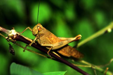 Sabah çim sapında sallanan çekirge.