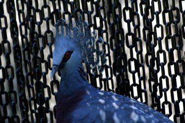 Batı Crowned-Pigeon veya Mambruk ubiaat, bilimsel dilde Goura cristata, dünyanın en büyük güvercin türüdür ve kafasında bir tacı andıran güzel bir arma bulunur..