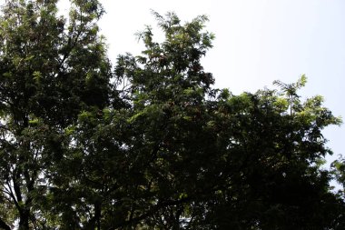 Tamarind ya da Tamarindus indica, Tadı ekşi olan bir meyve türüdür; aynı zamanda onu üreten ağacın adı da Fabaceae ailesine aittir..