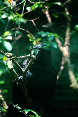 Küçük Vasa Papağanı - Coracopsis nigra, eşsiz endemik kuş 